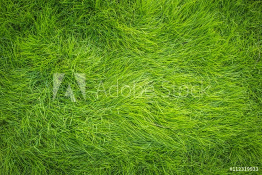 Image de Green grass Grass top view